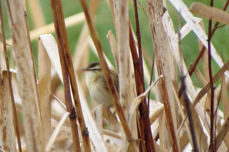 Scaphocalanus Acrocephalus
