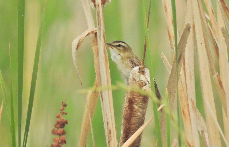 Камышовка барсучок гнездо