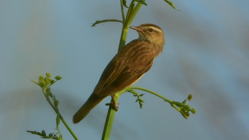 Мышовка птица