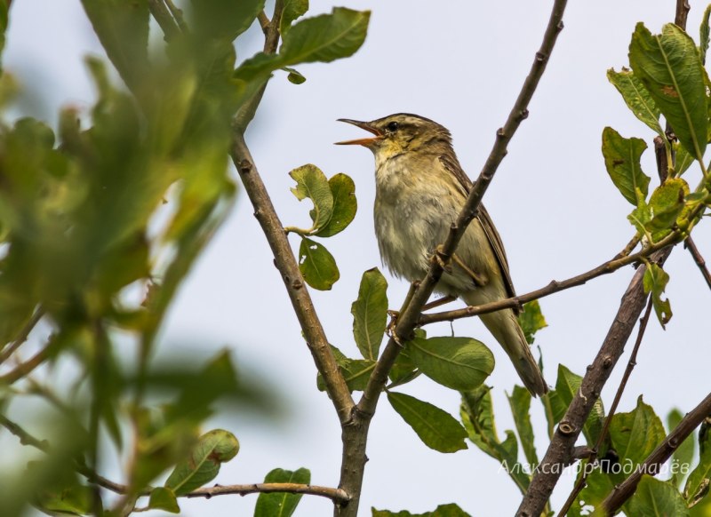 Болотная Камышовка птенец