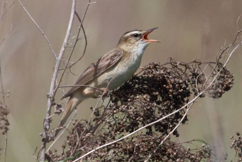 Тростниковая Камышовка – Acrocephalus scirpaceus
