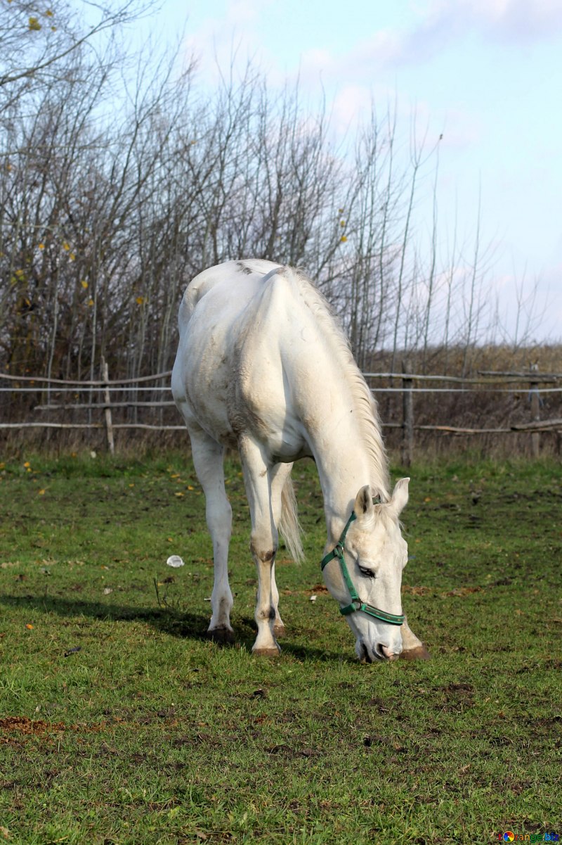 Белая беспородная лошадь