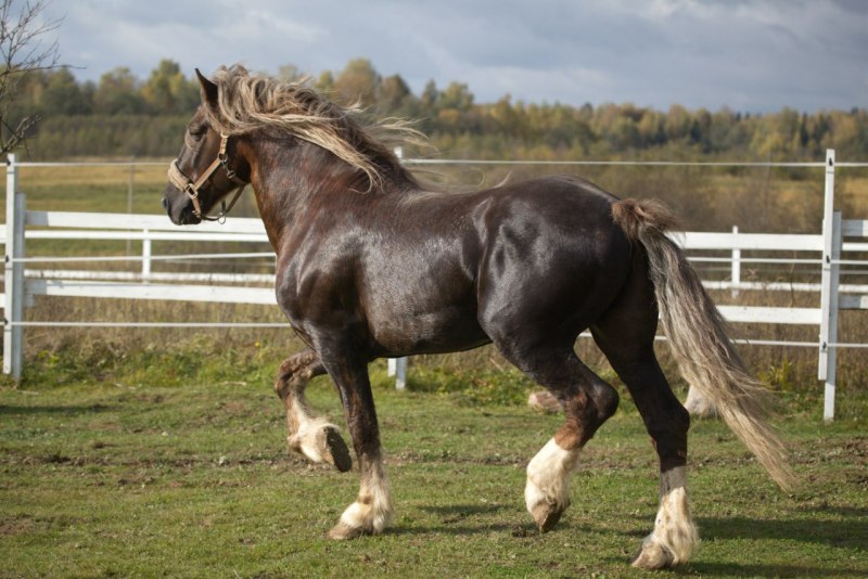 Помесь пород лошадей