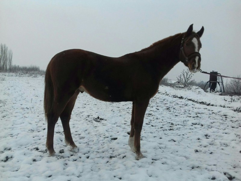 Деревенская беспородная лошадь