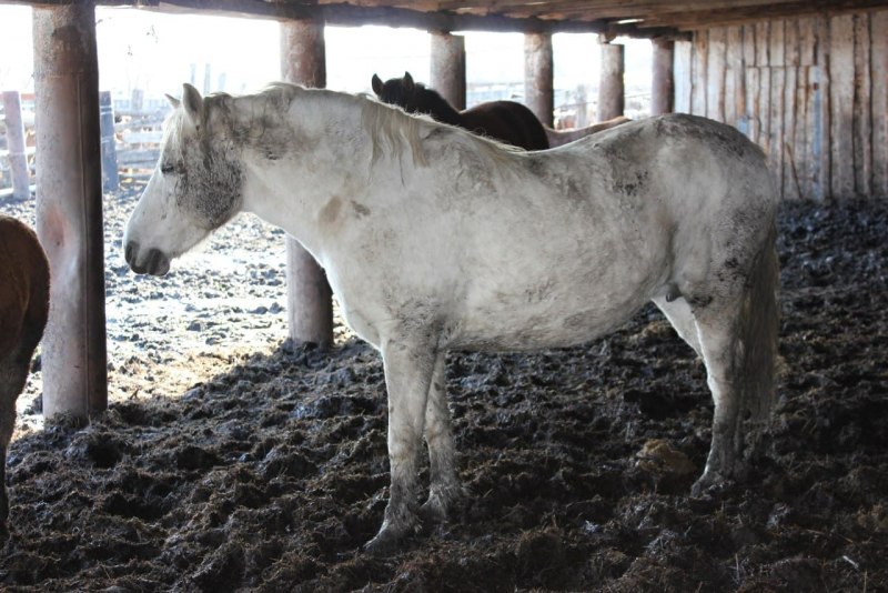 Беспородные лошадки