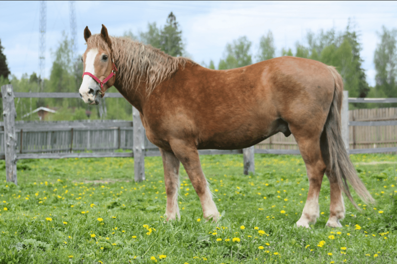 Лошади тяжеловозы