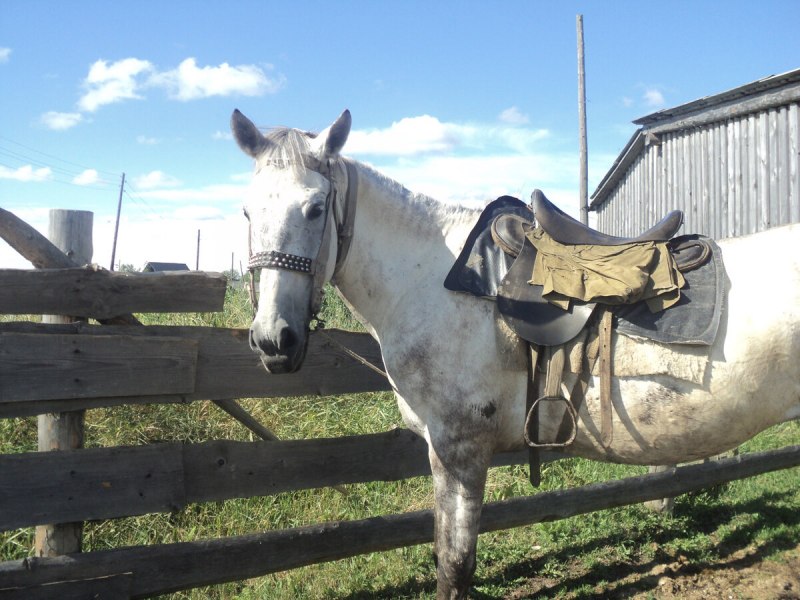 Битюг порода лошадей