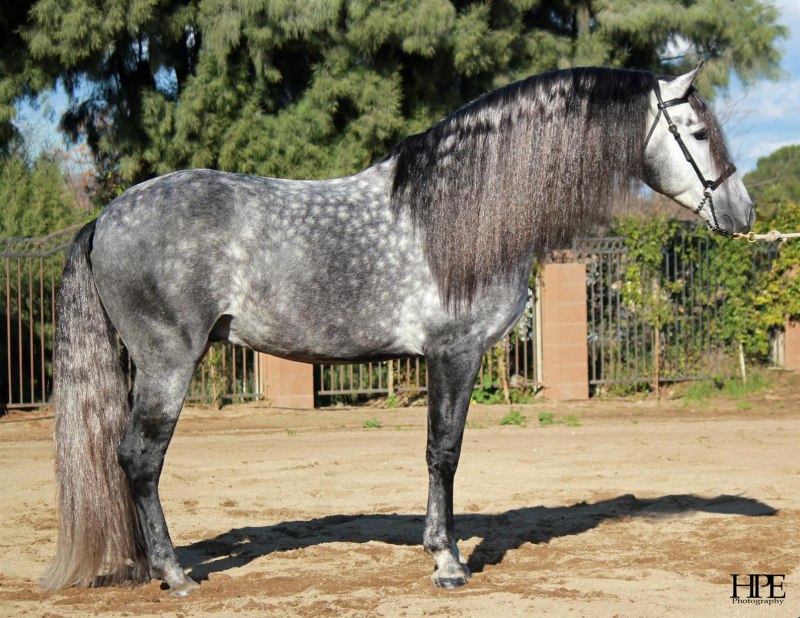 Соловый Дончак