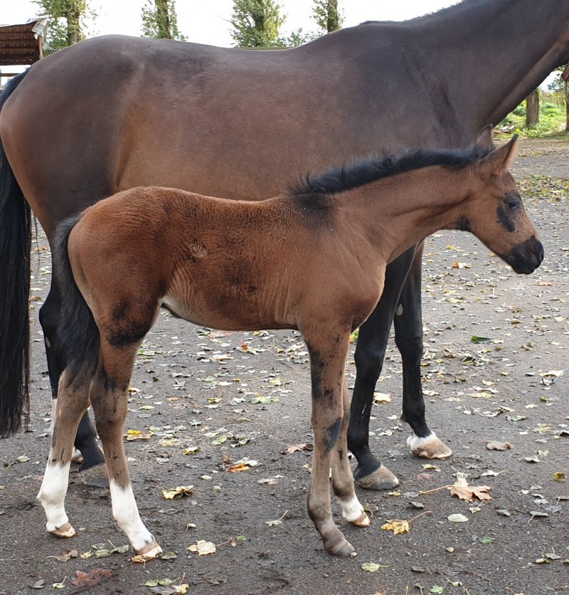 Андалузская лошадь мышастая