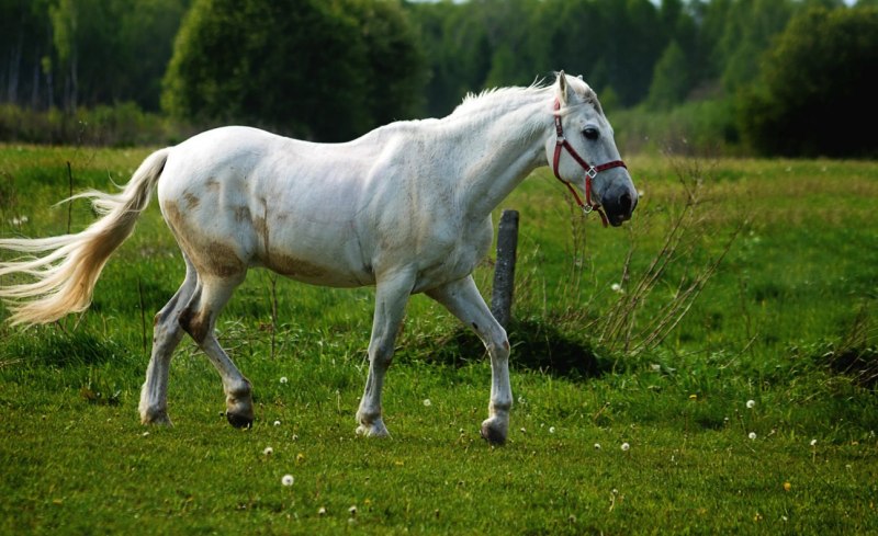 Картинки лошадей