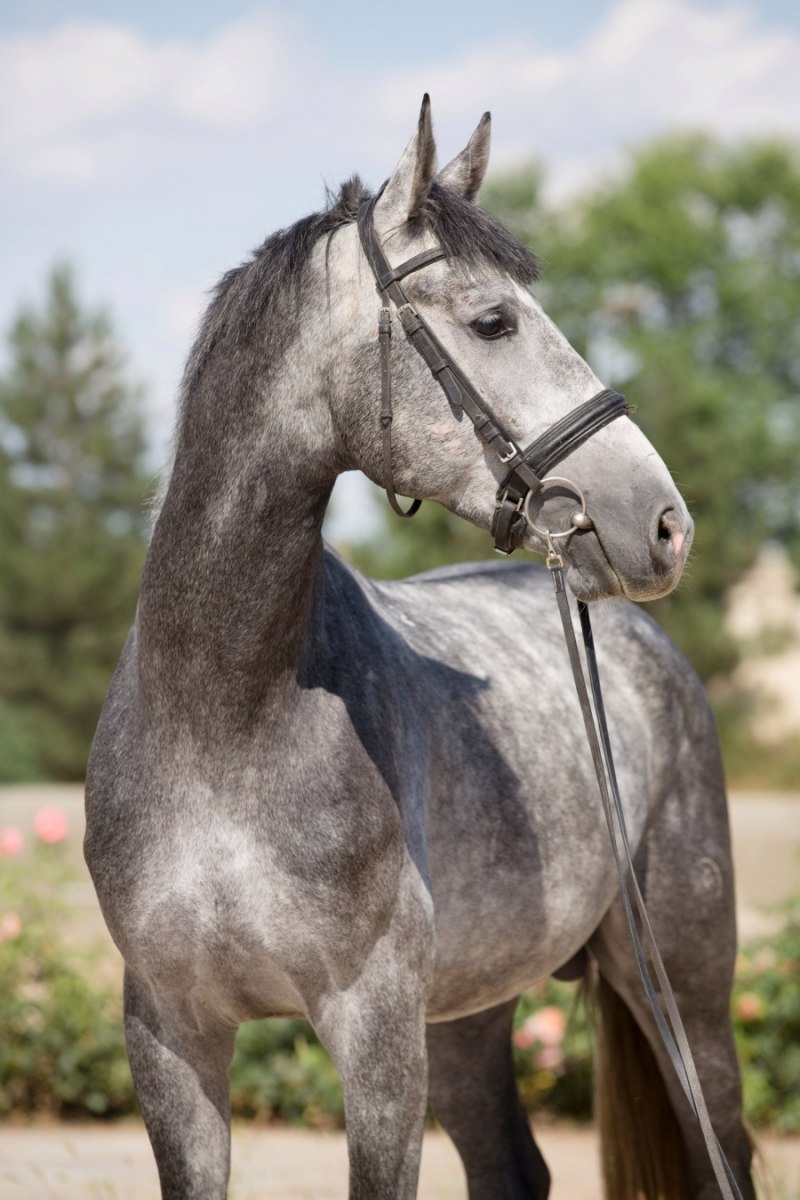 Донской рысак