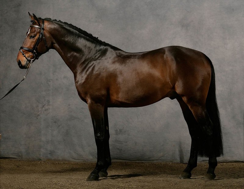 Голова дикой лошади