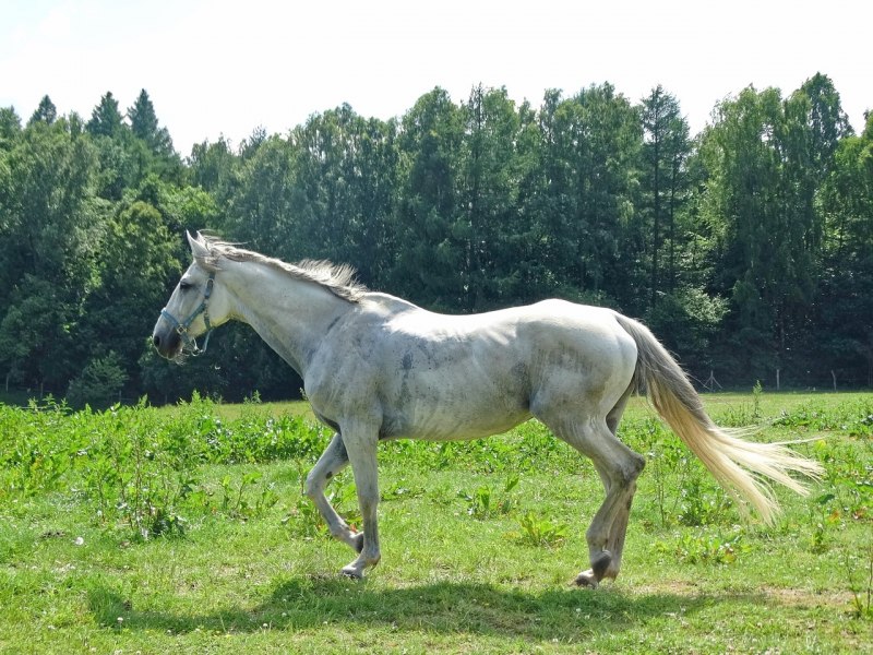 Белый Коник