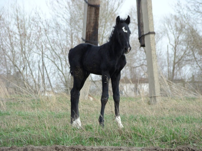 Чистокровная верховая Вороная