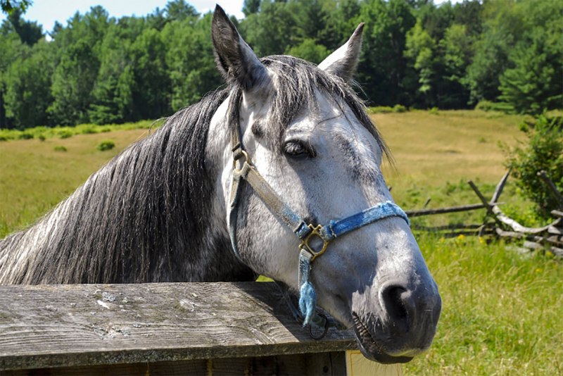 Деревенская беспородная лошадь