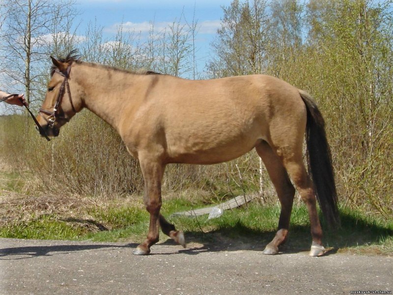 Башкирская порода лошадей