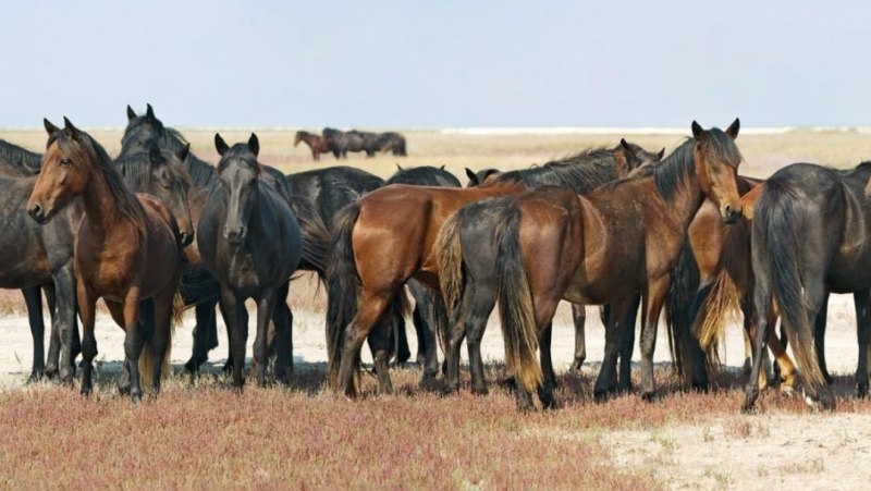 Табуны лошадей мугаджарской породы