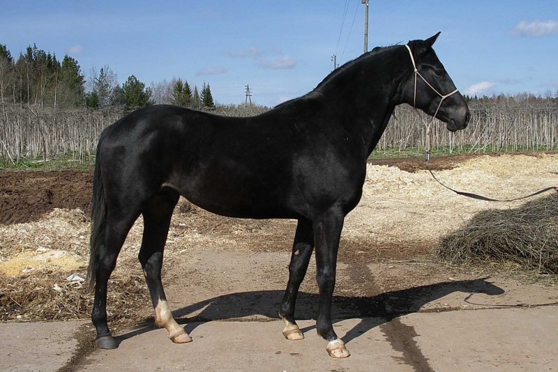 Английская верховая лошадь Вороная