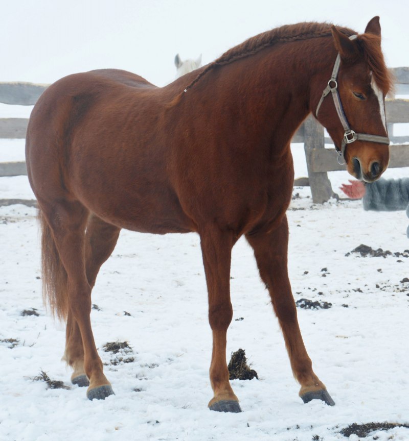 Огненно рыжая масть