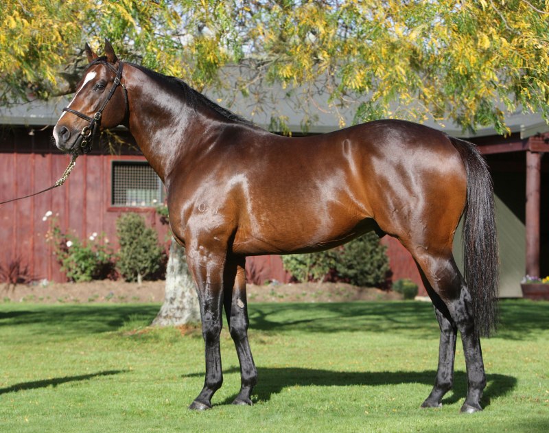 Арабская чистокровная лошадь жеребёнок