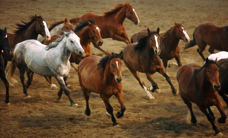 Северный Казахстан лошади