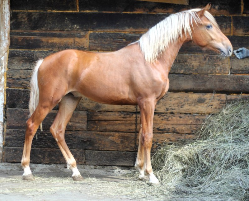 Арабские чистокровные жеребята