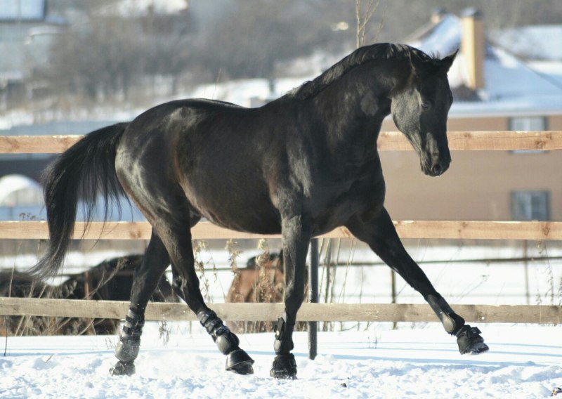 Мерин тракененской породы