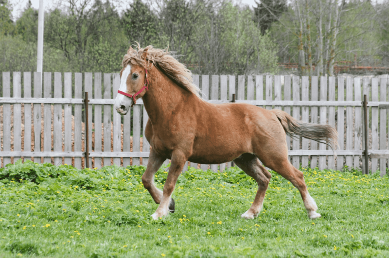 Владимирский тяжеловоз жеребенок
