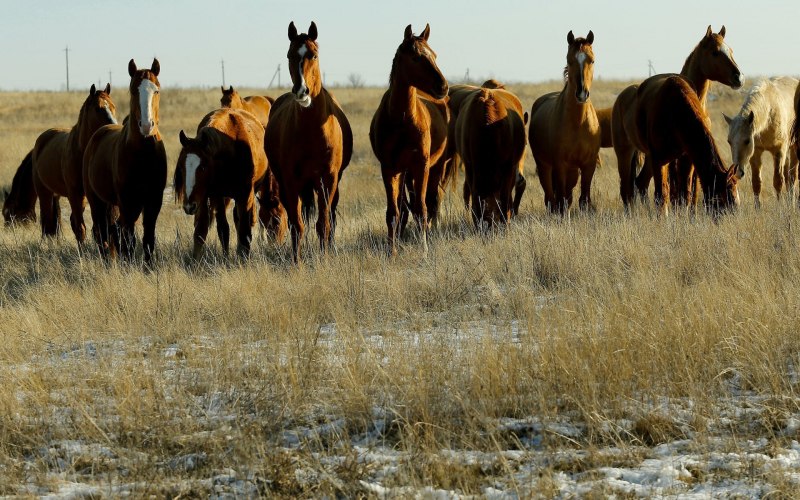 Дикие Мустанги Дикие лошади