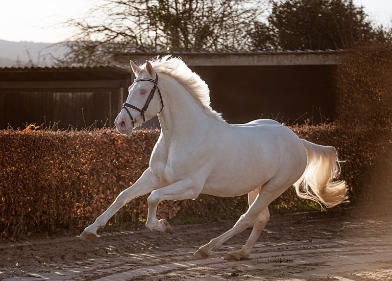 Першеронская Вороная кобыла