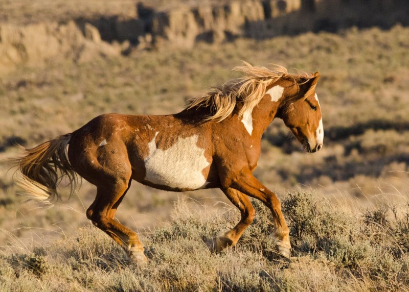 Породы лошадей Ахалтекинская чубарая