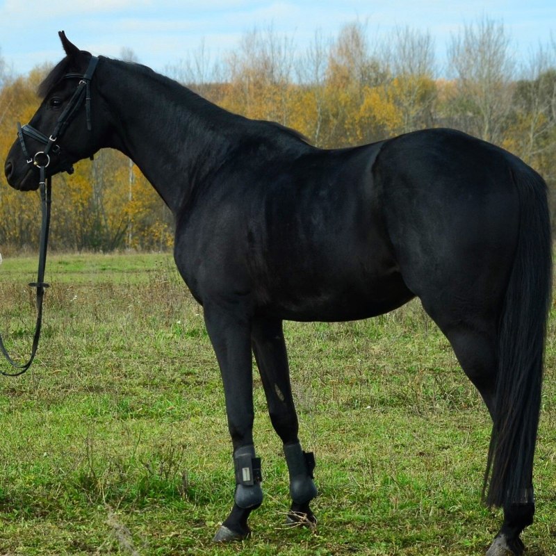 Вятская порода лошадей буланой масти