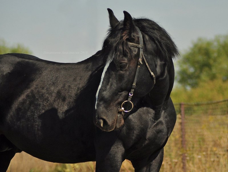 Продаются жеребята