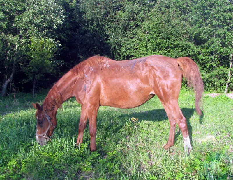 Орловские рысаки рыжие с белой проточиной