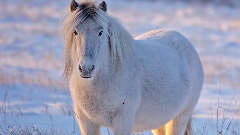 Арабская порода лошадей сиглави