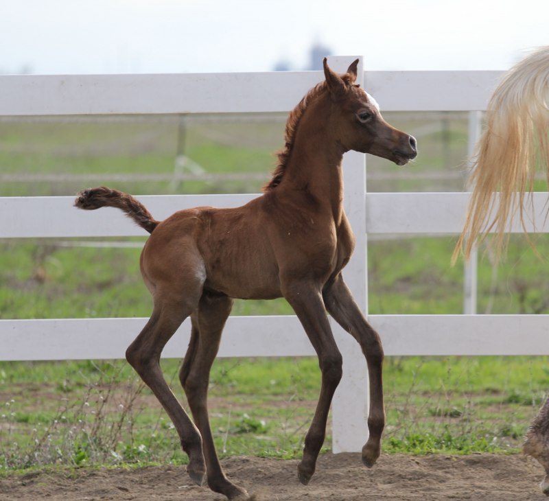 Конь мерин жеребец