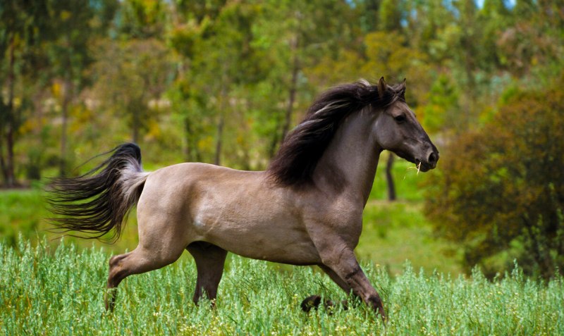 Сплешед Уайт масть лошади