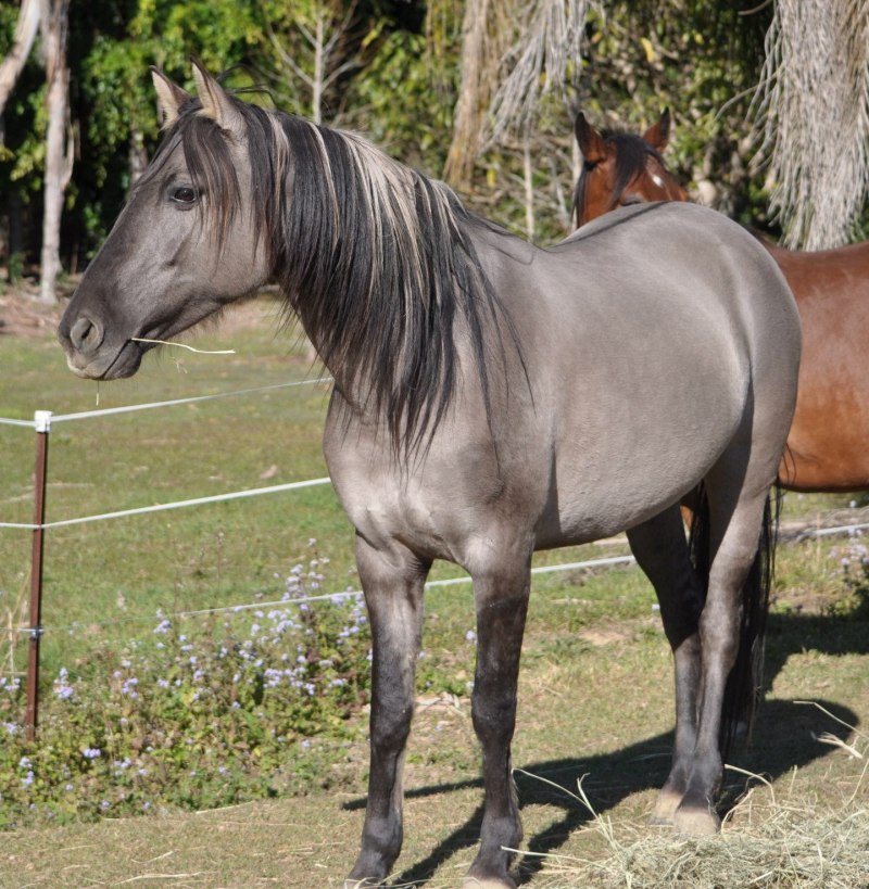 Игреневая масть