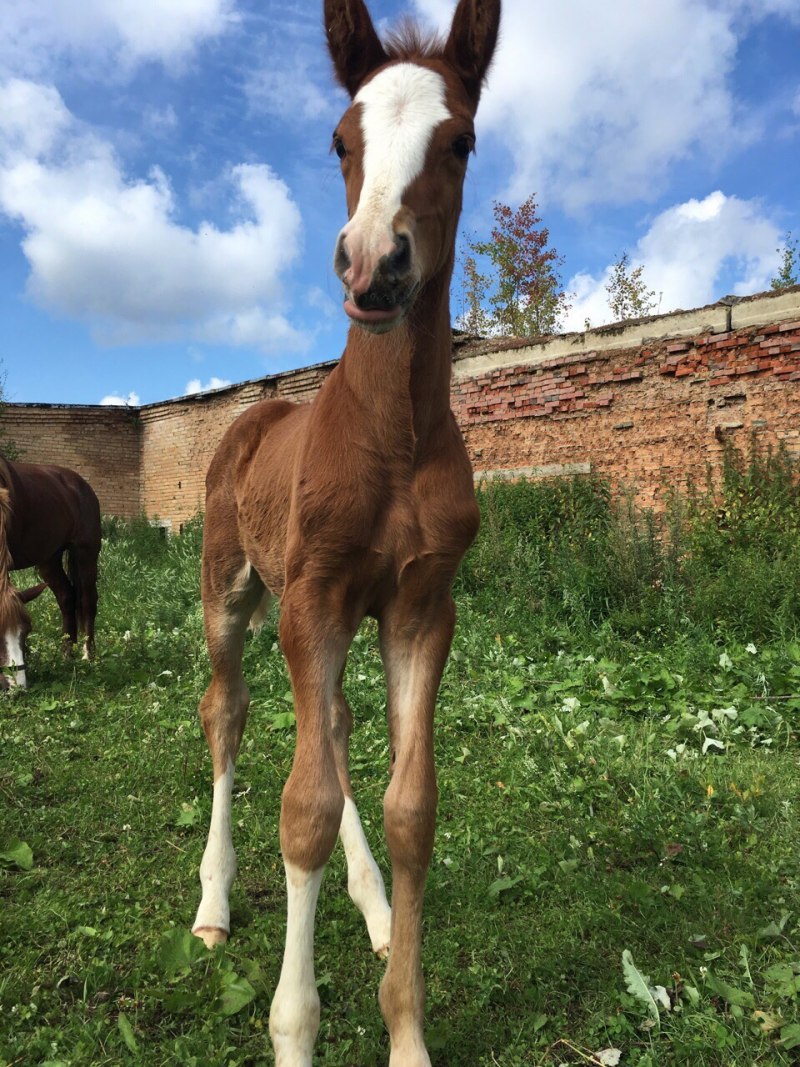 Лошадь фото
