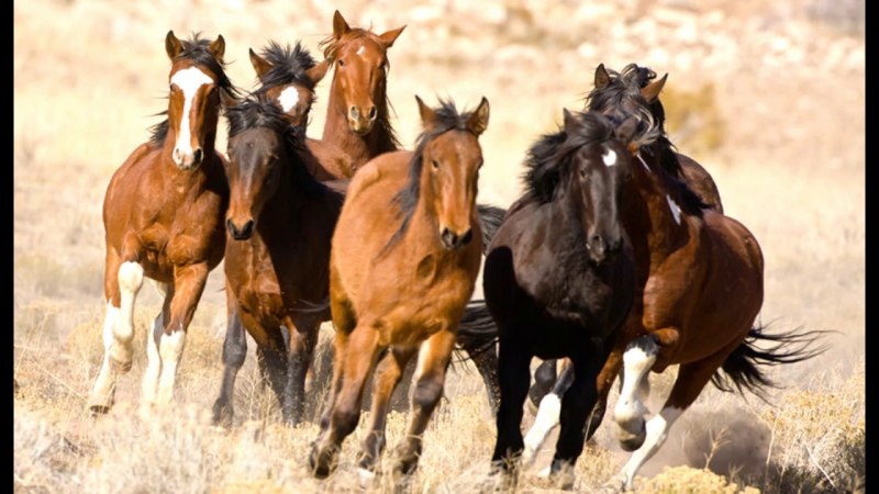 Лошади породы Тинкер