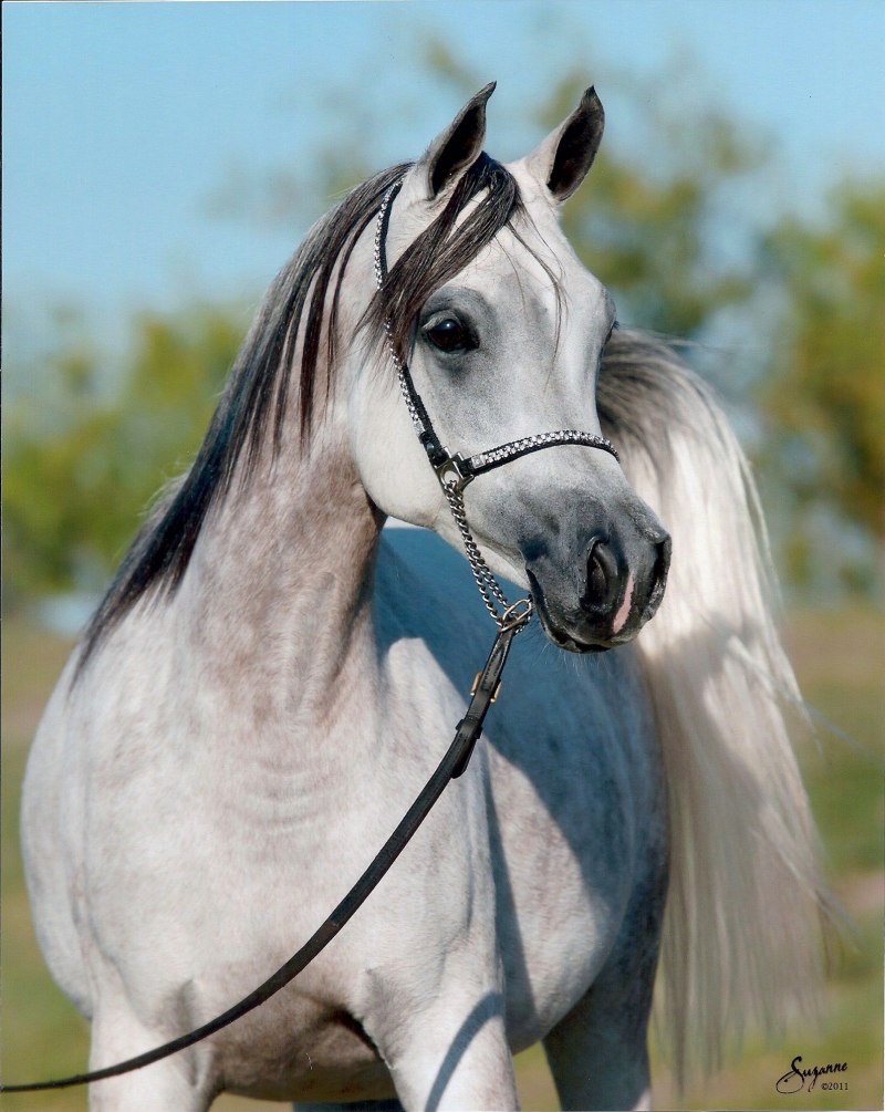 Табун лошадей Алтай