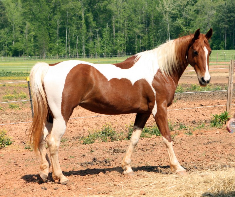 Арабская лошадь