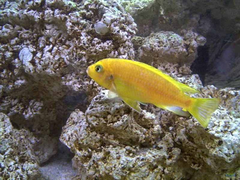 Цихлид Ломбардо