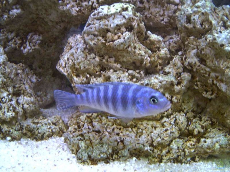 Псевдотрофеус Ломбардо голубой