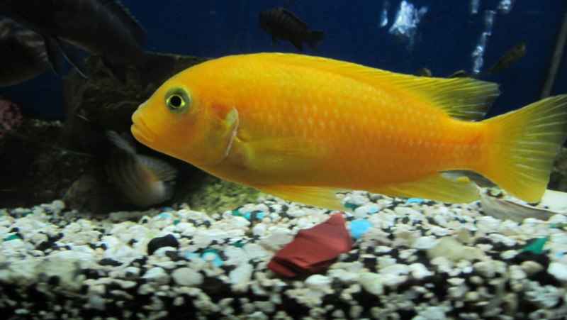 Псевдотрофеус Ломбардо