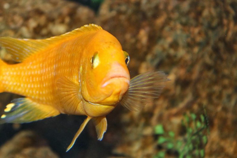 Малавийская цихлида Еллоу