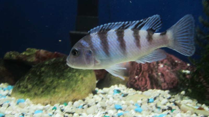 Рыбка Псевдотрофеус Ломбардо