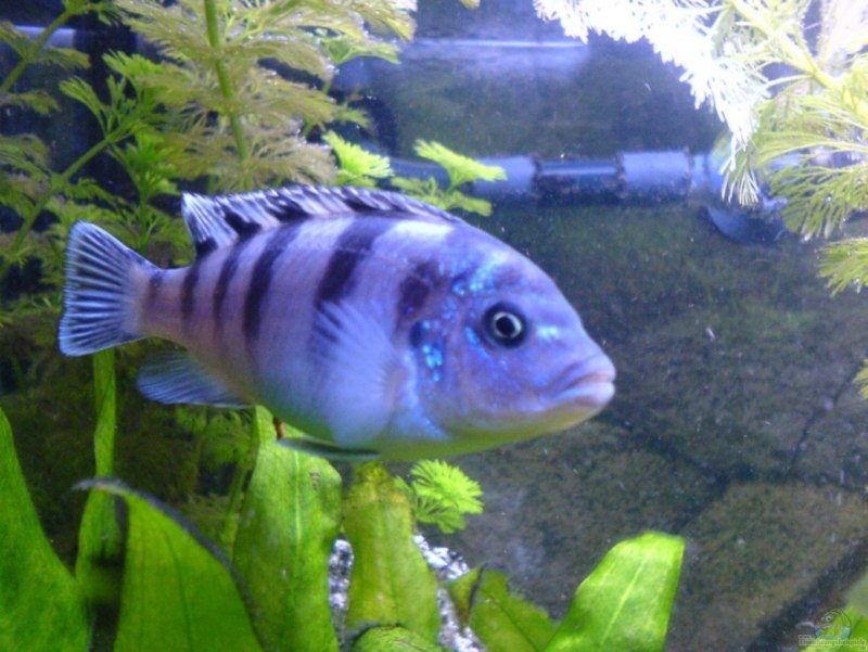 Цихлиды аквариумные Ломбардо