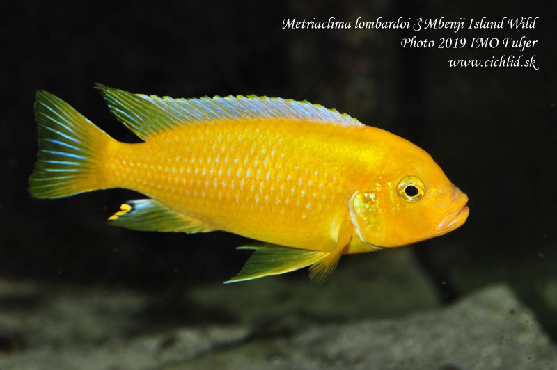 Дельфин альбинос цихлида