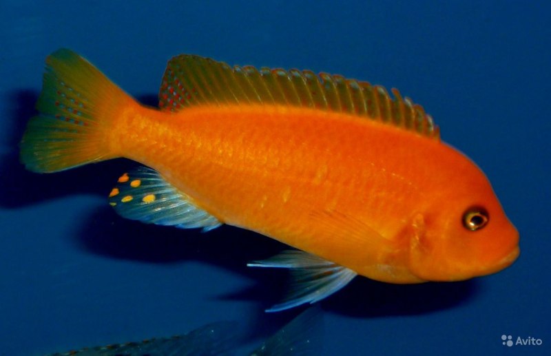 Рыбка Меланохромис майнгано
